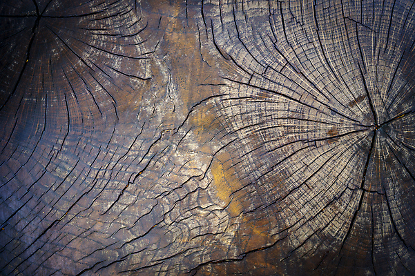 포토 JPG 해외이미지 나무 디자인 외관 벽 백그라운드 패턴 자연 벽지 표면 날씨 추상 프레임 사람없음 목재 장식 갈색 어둠 페인트 수확 골동품 시골 소나무 판넬 거친 널 낟알 묘사 질감 복고 내추럴 그런지 수목 옛날 해외포토 식물 컬러 무늬 농업 재료 생태계 파일형식 이미지허브