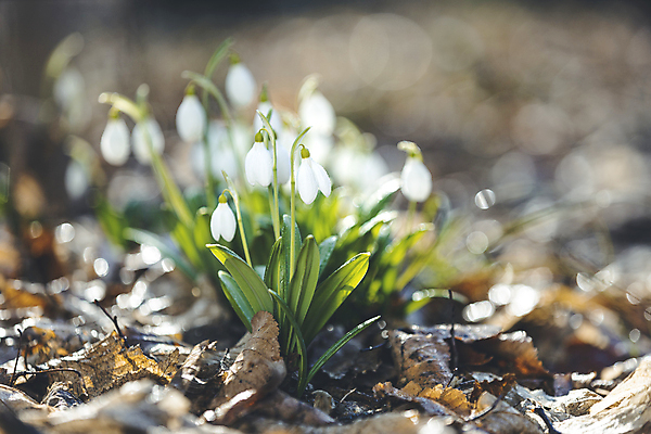 포토 JPG 해외이미지 식물 계절 꽃잎 꽃 지구 잎 자연 날씨 휴식 파노라마 선물 풍경 사람없음 목재 초록색 빛 컬러풀 햇빛 태양 환경 맑음 봄 카펫 벚꽃 흰색 신선 숲 작음 심플 아로마 부드러움 내추럴 땅바닥 블루벨 삼림지대 생태학 스노드롭 특별함 해외포토 자연요소 나무 교육 컬러 컨셉 재료 바닥 촬영기법 감각 크기 생태계 파일형식 이미지허브