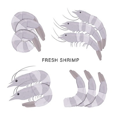 EPS 해외이미지 일러스트 식재료 새우 사람없음 회색 해외일러스트 컬러 갑각류 파일형식 벡터 이미지허브