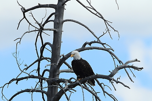 포토 JPG 해외이미지 주간 나무 야생동물 사람없음 야외 독수리 흰머리독수리 해외포토 자연요소 식물 동물 조류 파일형식 이미지허브