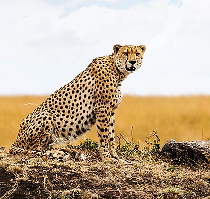 포토 JPG 해외이미지 주간 한마리 야생동물 하늘 앉기 사람없음 야외 돌_바위 육식동물 치타 해외포토 자연요소 동물 1 포유류 모션 파일형식 이미지허브