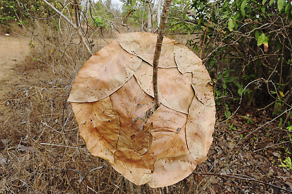 포토 JPG 해외이미지 나무 단풍 잎 오렌지 날씨 풍경 사람없음 목재 빨간색 갈색 덮개 가을 숲 해외포토 식물 계절 컬러 과일 재료 뚜껑 파일형식 이미지허브