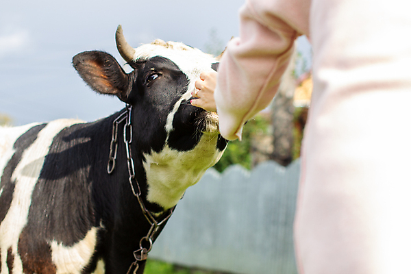 포토 JPG 해외이미지 동물 손 응시 여자 밭 농업 포유류 자연 뿔 건강 육류 사람없음 초록색 햇빛 농장 농경지 머리 검은색 가축 우유 시골 점 소 닫기 방목 먹기 호기심 꼬리 젖 송아지 기르기 밭일 해외포토 시선 감정 산업 새끼 컬러 컨셉 식재료 모션 유제품 사람 신체부위 태양 축산업 생태계 돌봄 파일형식 이미지허브