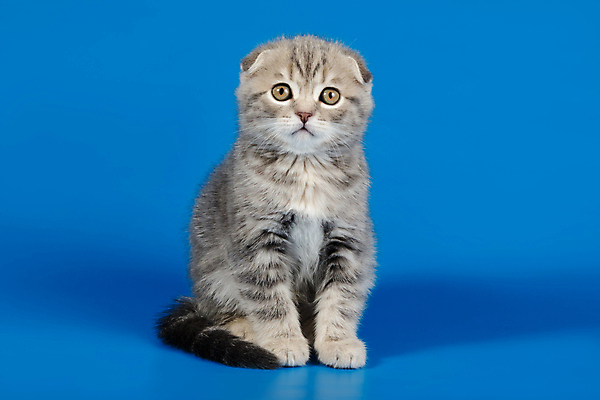 포토 JPG 해외이미지 한마리 응시 새끼 실내 앉기 사람없음 반려동물 귀여움 고양이 파란배경 스코티시폴드 반려묘 해외포토 동물 1 시선 백그라운드 컨셉 포유류 모션 내부 파란색 파일형식 이미지허브