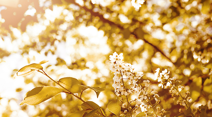 포토 JPG 해외이미지 나무 식물 계절 공원 꽃잎 꽃 분홍색 백그라운드 잎 꽃무늬 자연 부활절 풍경 사람없음 야외 초록색 여름 파란색 빛 컬러풀 햇빛 태양 환경 정원 맑음 봄 성장 벚꽃 흰색 나뭇가지 신선 개화 체리 사과 소프트포커스 과수원 4월 원예 보케 내추럴 해외포토 자연요소 공공시설 기념일 컬러 무늬 농업 과일 날씨 촬영기법 취미 날짜 생태계 파일형식 이미지허브