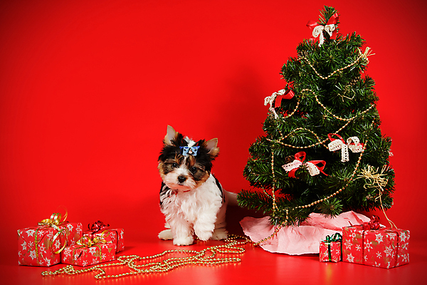 포토 JPG 해외이미지 나무 동물 1 행복 새끼 백그라운드 크리스마스 공 휴가 새로움 털 사람없음 장식 빨간색 반려동물 산타클로스 귀여움 검은색 거울 흰색 개 달콤 강아지 작음 샴페인 요크셔테리어 테리어 연도 사진사 활 솜털 송곳니 기르기 비버 삼색 해외포토 식물 기념일 감정 컬러 컨셉 포유류 주류 맛 치아 크기 작가 돌봄 파일형식 이미지허브