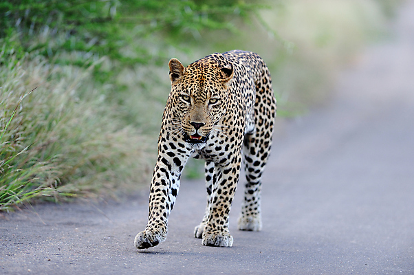 포토 JPG 해외이미지 동물 응시 야생동물 포유류 아프리카 자연 사람없음 야외 고양이 산책 사막 황무지 위험 꼬리 육식동물 사냥꾼 서식지 표범 남쪽 경보 남아프리카 동물상 칼라하리 해외포토 직업 시선 나라 컨셉 휴식 반려동물 조형물 방향 생태계 파일형식 이미지허브