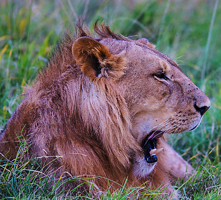 포토 JPG 해외이미지 주간 한마리 야생동물 입벌림 근접촬영 사람없음 야외 육식동물 숫사자 해외포토 자연요소 동물 1 뷰포인트 표정 사자 수컷 파일형식 이미지허브