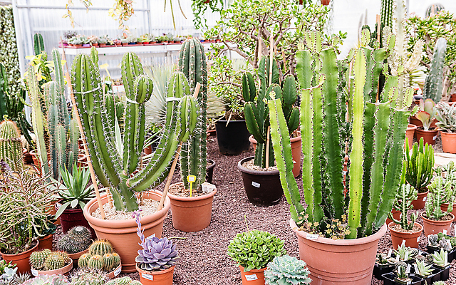 포토 JPG 해외이미지 식물 꽃 화초 백그라운드 꽃무늬 농업 자연 선인장 종류 사람없음 내부 장식 초록색 농장 정원 놀이방 사막 성장 벚꽃 신선 선택 냄비 허브 원예 질감 날카로움 내추럴 온실 많음 해외포토 산업 컬러 컨셉 무늬 취미 솥 생태계 파일형식 이미지허브