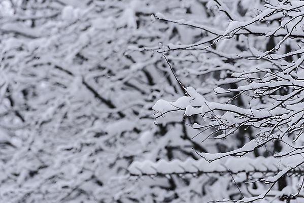 포토 JPG 해외이미지 나무 계절 공원 꽃 도로 백그라운드 크리스마스 겨울 패턴 자연 하늘 아침 날씨 휴가 새로움 핀란드 풍경 사람없음 야외 목재 파란색 환경 냉동 얼음 추위 흰색 나뭇가지 소나무 닫기 숲 큼 12월 연도 서리 무거움 전나무 눈보라 폭설 눈내림 해외포토 주간 자연요소 식물 공공시설 기념일 길 컬러 컨셉 무늬 재료 교통시설 모션 눈_날씨 북유럽 날짜 무게 크기 자연재해 생태계 파일형식 이미지허브