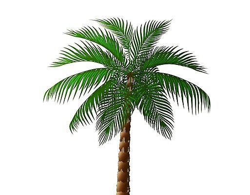 EPS 해외이미지 나무 식물 디자인 섬 백그라운드 잎 패턴 일러스트 자연 벽지 손바닥 미술 장식 초록색 컬러풀 유행 정원 봄 수확 흰색 나뭇가지 직물 인쇄 사파리 그림 질감 하와이 캘리포니아 브라질 고립 아열대 이국적 인기 해외일러스트 손 계절 컬러 무늬 농업 문화예술 미국 남아메리카 생태계 파일형식 벡터 이미지허브