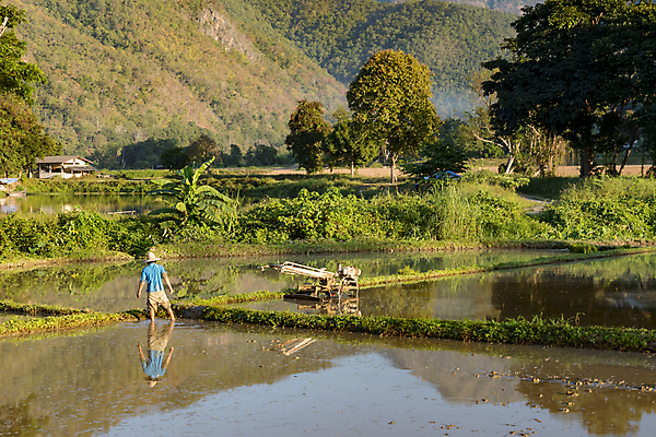 포토 JPG 해외이미지 식물 아시아 문화 음식 여행 백그라운드 농업 노래 태국 자연 밥 노동자 동양인 풍경 사람없음 야외 초록색 농장 시골 농부 숲 내추럴 논밭 밭일 해외포토 직업 나라 산업 음악 컬러 밭 논 인종 생태계 파일형식 이미지허브