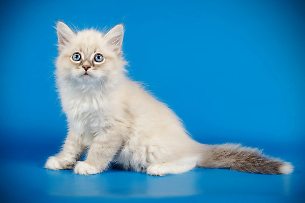 포토 JPG 해외이미지 한마리 사람없음 파란색 반려동물 고양이 네바마스커레이드 해외포토 동물 1 컬러 포유류 파일형식 이미지허브