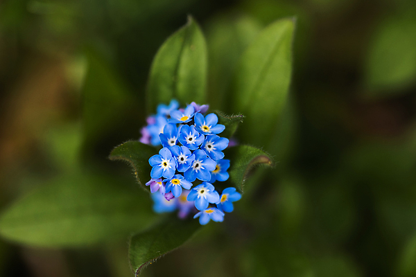 포토 JPG 해외이미지 식물 꽃잎 꽃 곤충 잎 밭 자연 날씨 사람없음 초록색 파란색 컬러풀 햇빛 노란색 새싹 환경 보라색 봄 흰색 시골 개화 그룹 숲 서식지 내추럴 삼림지대 영원 해외포토 동물 계절 컬러 농업 태양 생태계 파일형식 이미지허브
