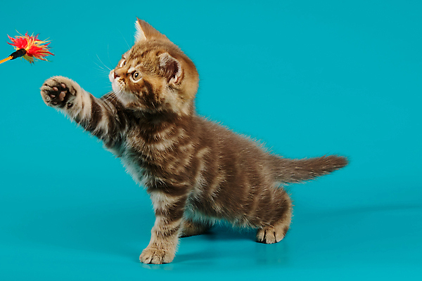 포토 JPG 해외이미지 동물 응시 백그라운드 장난 포유류 털 사람없음 반려동물 귀여움 고양이 줄무늬 흰색 작음 모피 사진사 호기심 얼룩무늬 솜털 고립 기르기 직진 스코틀랜드 해외포토 시선 감정 컬러 컨셉 무늬 영국 크기 작가 돌봄 파일형식 이미지허브