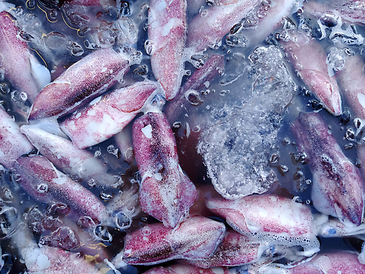 포토 JPG 해외이미지 동물 음식 바다 백그라운드 다이어트 자연 낚시 건강 어류 요리 사람없음 물 머리 판매 상점 주방 식당 냉동 얼음 수중 식사 저녁식사 젖음 추위 흰색 신선 잡기 그룹 시장 맛 먹기 해산물 피부 오징어 날것 문어 촉수 내추럴 점심식사 수경재배 해외포토 자연요소 컬러 컨셉 모션 레저 연체동물 신체부위 수중동물 생태계 파일형식 이미지허브