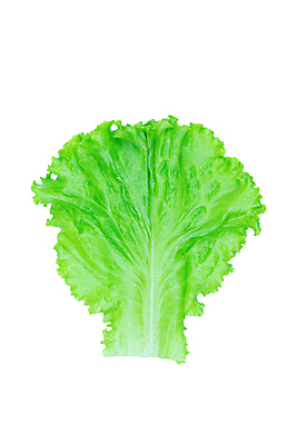 포토 JPG 해외이미지 식물 라이프스타일 잡화 음식 백그라운드 잎 농업 다이어트 채소 재료 자연 건강 사람없음 초록색 머리 정원 식사 활발 샐러드 젖음 흰색 신선 정상 상추 먹기 오브젝트 싱글 유기농 날것 빙산 내추럴 고립 채식주의자 로메인상추 해외포토 웰빙 산업 컬러 컨셉 모션 생활 신체부위 생태계 채식 파일형식 이미지허브