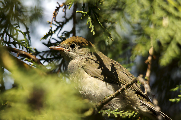 포토 JPG 해외이미지 동물 야생동물 백그라운드 날개 자연 조류 사람없음 목재 초록색 컬러풀 노란색 정원 검은색 나뭇가지 관찰 황무지 작음 큼 깃털 부리 내추럴 수유 해외포토 나무 컬러 재료 모션 크기 생태계 파일형식 이미지허브