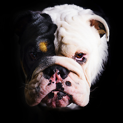 포토 JPG 해외이미지 동물 행복 얼굴 포유류 자연 사랑 사람없음 야외 여름 반려동물 갈색 머리 검은색 주름 개 강아지 작음 황소 불독 송곳니 프랑스어 기르기 마스티프 유래 해외포토 문자 계절 감정 컬러 신체부위 소 치아 크기 생태계 돌봄 파일형식 이미지허브
