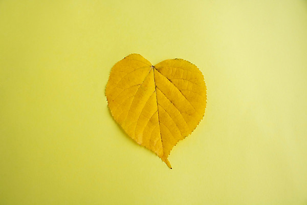 포토 JPG 해외이미지 나무 식물 디자인 계절 공원 도로 백그라운드 잎 패턴 자연 벽지 추상 거리 건조 사람없음 야외 빨간색 컬러풀 갈색 노란색 정원 검은색 젖음 수확 가을 황금 떨어짐 아스팔트 9월 11월 질감 10월 내추럴 땅바닥 해외포토 공공시설 길 컬러 컨셉 무늬 농업 교통시설 바닥 날짜 생태계 파일형식 이미지허브