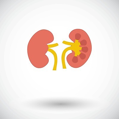 EPS 해외이미지 디자인 실루엣 과학 2 신체 일러스트 부분 해부 건강 사람 내부 약 검은색 흰색 오르간 신장 플랫 만화 심볼 생물학 시스템 정맥 고립 해외일러스트 교육 컬러 의학 촬영기법 건반악기 비뇨기관 혈관 파일형식 벡터 이미지허브