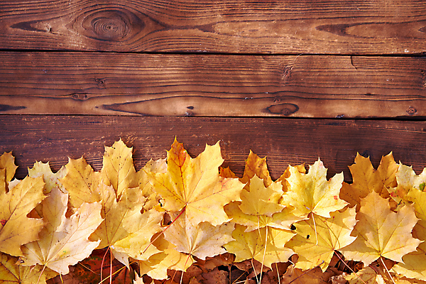 포토 JPG 해외이미지 디자인 계절 백그라운드 컨셉 단풍 잎 오렌지 자연 탁자 표면 추상 프레임 사람없음 목재 장식 가로 갈색 노란색 우주 공백 수확 덮개 가을 시골 황금 9월 11월 책상 질감 추수감사절 10월 거짓 구성 그런지 수목 옛날 목업 해외포토 나무 식물 기독교 컬러 가구 무늬 농업 과일 재료 뚜껑 날짜 생태계 파일형식 이미지허브