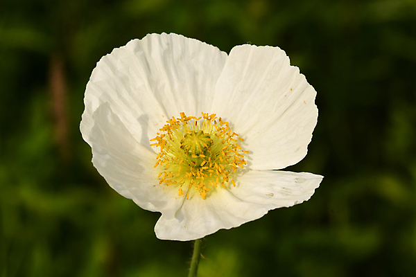 포토 JPG 해외이미지 식물 꽃잎 줄기 잎 자연 사람없음 양귀비 그리너리 해외포토 꽃 생태계 파일형식 트랜드컬러 이미지허브