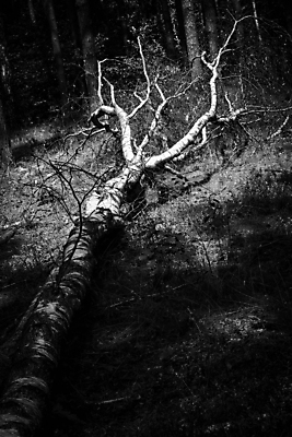 포토 JPG 해외이미지 나무 식물 자연 바람 날씨 흑백 사람없음 야외 목재 여름 환경 힘 손상 가을 흰색 떨어짐 숲 통나무 나무껍질 폭풍 자작나무 잡동사니 내추럴 빈털터리 거짓말 깨짐 뇌우 단절 삼림지대 생태학 수목 허리케인 해외포토 자연요소 계절 교육 컬러 컨셉 재료 촬영기법 껍질 자연재해 생태계 파일형식 이미지허브