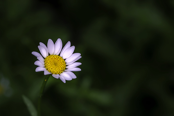 포토 JPG 해외이미지 식물 계절 꽃잎 꽃 줄기 백그라운드 잎 꽃무늬 자연 사람없음 야외 가로 초록색 햇빛 노란색 봄 들꽃 벚꽃 흰색 개화 묘사 데이지 내추럴 영원 해외포토 컬러 무늬 태양 생태계 파일형식 이미지허브