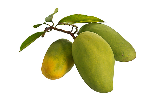 포토 JPG 해외이미지 식물 음식 백그라운드 잎 다이어트 과일 자연 건강 사람없음 초록색 노란색 흰색 신선 시장 달콤 맛 오브젝트 유기농 망고 내추럴 고립 해외포토 웰빙 컬러 컨셉 열대과일 생태계 파일형식 이미지허브