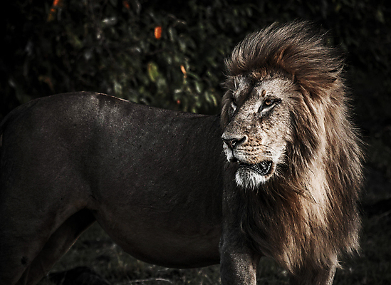 포토 JPG 해외이미지 주간 한마리 응시 야생동물 사람없음 야외 분위기 육식동물 숫사자 해외포토 자연요소 동물 1 시선 컨셉 사자 수컷 파일형식 이미지허브