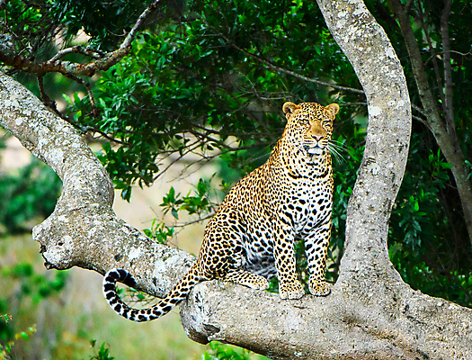 포토 JPG 해외이미지 주간 나무 한마리 야생동물 휴식 나뭇잎 사람없음 야외 육식동물 표범 해외포토 자연요소 식물 동물 1 컨셉 잎 포유류 파일형식 이미지허브