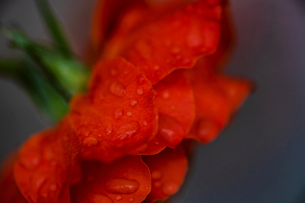 포토 JPG 해외이미지 식물 공원 꽃잎 꽃 백그라운드 꽃무늬 자연 선물 사람없음 장식 여름 햇빛 장미 노란색 정원 젖음 벚꽃 신선 신용카드 카피스페이스 해외포토 계절 공공시설 컬러 무늬 금융 태양 공백 생태계 파일형식 이미지허브