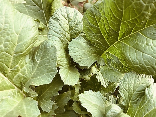 포토 JPG 해외이미지 식물 꽃 음식 줄기 잎 밭 농업 채소 자연 건강 사람없음 초록색 여름 농장 노란색 정원 봄 성장 가을 신선 상추 유기농 후추 내추럴 밭일 해외포토 웰빙 계절 산업 컬러 향신료 생태계 파일형식 이미지허브