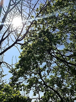 포토 JPG 해외이미지 나무 식물 얼굴 시계 백그라운드 밭 가족 조류 하늘 서기 사람 앉기 사람없음 야외 파란색 사무실 탑 방 나뭇가지 그룹 숲 큼 방목 기린 온라인 고립 돌봄 해외포토 동물 건축물 컬러 농업 비즈니스 포유류 관계 모션 신체부위 축산업 크기 파일형식 이미지허브