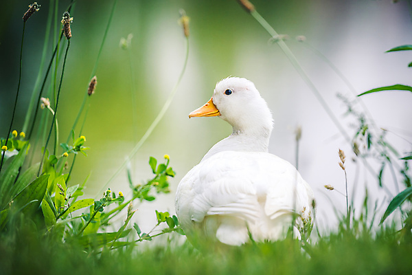 포토 JPG 해외이미지 동물 야생동물 자연 조류 휴식 오리 앉기 잔디 사람없음 야외 초록색 농장 봄 흰색 신선 깃털 목 거위 물새 계산서 기르기 밭일 해외포토 식물 계절 컬러 컨셉 농업 모션 신체부위 생태계 돌봄 파일형식 이미지허브