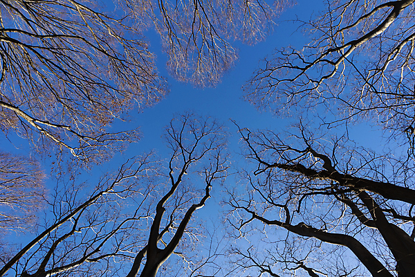 포토 JPG 해외이미지 나무 식물 계절 공원 줄기 겨울 자연 하늘 날씨 주택 건조 풍경 사람없음 야외 목재 가로 파란색 햇빛 평화 마을 환경 침묵 놀람 추위 성장 가을 나뭇가지 죽음 숲 생물학 장면 대머리 나무껍질 1월 내추럴 강렬 벌거벗은 해외포토 헤어스타일 공공시설 교육 감정 컬러 컨셉 재료 표정 건물 태양 소리 껍질 날짜 생태계 파일형식 이미지허브