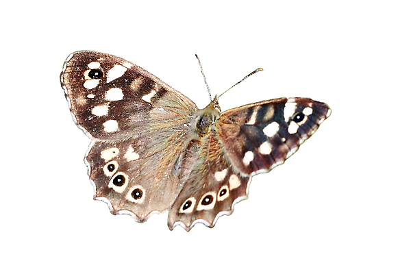 포토 JPG 해외이미지 스튜디오촬영 식물 동물 꽃잎 꽃 야생동물 나비 곤충 백그라운드 날개 자연 영국 안테나 사람없음 가로 여름 정원 침묵 봄 활발 가을 흰색 변화 우아함 닫기 자르기 흰배경 나방 고립 취급주의 해외포토 계절 유럽 컬러 컨셉 통신 모션 실내 경고 소리 생태계 파일형식 이미지허브