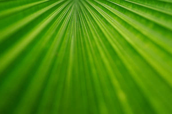 포토 JPG 해외이미지 나무 식물 템플릿 디자인 배너 계절 선 백그라운드 잎 패턴 텍스트 자연 벽지 추상 사람없음 장식 초록색 빛 야자수 우주 정원 봄 공백 신선 숲 묘사 에코 유기농 질감 자연백그라운드 녹색배경 내추럴 카피스페이스 그리너리 해외포토 웰빙 컬러 무늬 환경 생태계 파일형식 트랜드컬러 이미지허브