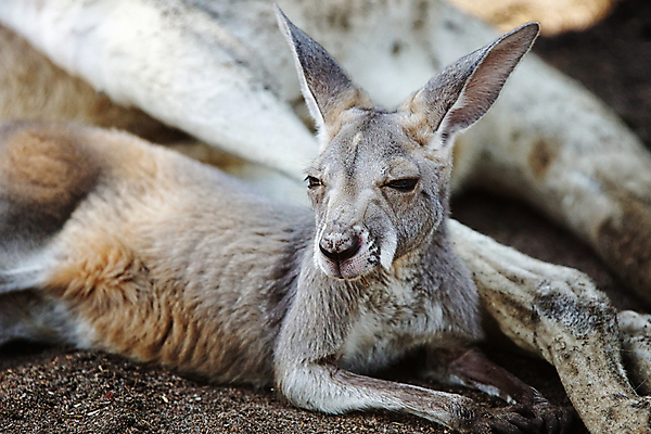 포토 JPG 해외이미지 동물 야생동물 여행 포유류 자연 휴가 종류 사람없음 야외 환경 호주 캥거루 서식지 내추럴 동물상 해외포토 조형물 오세아니아 생태계 파일형식 이미지허브