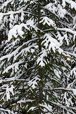 포토 JPG 해외이미지 나무 계절 공원 여행 백그라운드 크리스마스 겨울 자연 하늘 동화 날씨 휴가 새로움 산 풍경 사람없음 야외 목재 파란색 빛 태양 환경 냉동 얼음 추위 백발 흰색 신선 숲 연도 서리 장면 전나무 눈보라 내추럴 산악지대 폭설 눈내림 해외포토 자연요소 식물 헤어스타일 공공시설 기념일 컬러 컨셉 재료 눈_날씨 자연재해 생태계 파일형식 이미지허브