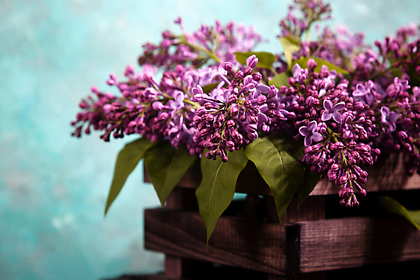 포토 JPG 해외이미지 식물 계절 꽃잎 꽃 분홍색 꽃다발 백그라운드 잎 꽃무늬 텍스트 자연 휴가 선물 사람없음 목재 장식 초록색 여름 상자 컬러풀 정원 보라색 검은색 봄 회색 벚꽃 나뭇가지 시골 축하 인사 신선 신용카드 개화 5월 제비꽃 질감 라일락 콘크리트 해외포토 나무 컬러 컨셉 무늬 재료 금융 예절 날짜 생태계 파일형식 이미지허브