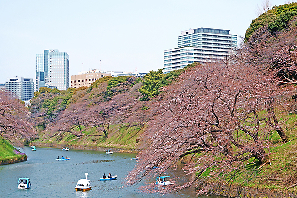 포토 JPG 해외이미지 나무 식물 계절 공원 꽃잎 꽃 아시아 분홍색 여행 컨셉 잎 꽃무늬 데이트 자연 하늘 휴가 사람없음 야외 물 강 컬러풀 정원 일본 맑음 봄 벚꽃 신선 만 개화 체리 내추럴 해외포토 자연요소 공공시설 나라 컬러 무늬 과일 날씨 생태계 파일형식 이미지허브