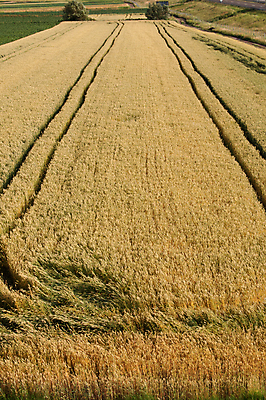 포토 JPG 해외이미지 식물 밭 농업 자연 풍경 사람없음 초록색 여름 파란색 농작물 태양 농장 노란색 봄 수확 성장 시골 시리얼 밀 유기농 조경 장면 귀리 해외포토 자연요소 웰빙 계절 산업 음식 컬러 곡류 생태계 파일형식 이미지허브