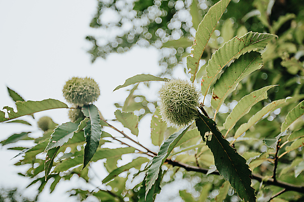 포토 JPG 해외이미지 영국 함께함 매달리기 사람없음 가로 컬러풀 우주 수확 성장 껍질 흰색 못 오픈 자르기 양동이 피부 A 통조림 고립 생태학 카피스페이스 해외포토 알파벳 교육 유럽 컬러 컨셉 농업 모션 신체부위 공백 공구 파일형식 이미지허브