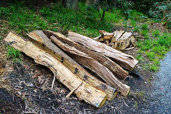 포토 JPG 해외이미지 나무 백그라운드 패턴 자연 사람없음 목재 쌓기 소나무 숲 자르기 질감 통나무 흙더미 벌목 수목 개조 해외포토 식물 무늬 재료 모션 흙 생태계 파일형식 더미 이미지허브