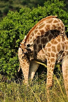 포토 JPG 해외이미지 나무 식물 동물 야생동물 여행 포유류 아프리카 자연 휴가 사람없음 야외 기린 사파리 동물상 사바나 해외포토 나라 조형물 생태계 파일형식 이미지허브