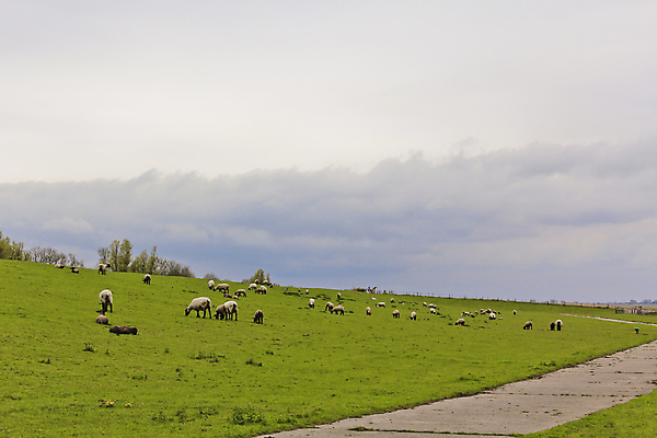포토 JPG 해외이미지 동물 구름 유럽 밭 농업 포유류 자연 하늘 날씨 털 독일 풍경 사람없음 야외 초록색 여름 농장 농경지 평화 가축 봄 목장 흰색 시골 양 군중 방목 양고기 양모 밭일 찰과상 해외포토 자연요소 계절 나라 산업 컬러 컨셉 육류 사람 직물 축산업 상처 생태계 파일형식 이미지허브