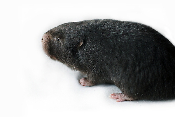 포토 JPG 해외이미지 동물 척추동물 1 유럽 아시아 야생동물 분홍색 포유류 발 태국 사람 사람없음 가로 회색 금지 흰색 자르기 가득함 슛 북쪽 길이 두더지 테마 혼자 해외포토 나라 컬러 모션 신체부위 방향 파일형식 이미지허브