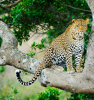 포토 JPG 해외이미지 주간 나무 한마리 야생동물 휴식 나뭇잎 사람없음 야외 육식동물 표범 해외포토 자연요소 식물 동물 1 컨셉 잎 포유류 파일형식 이미지허브